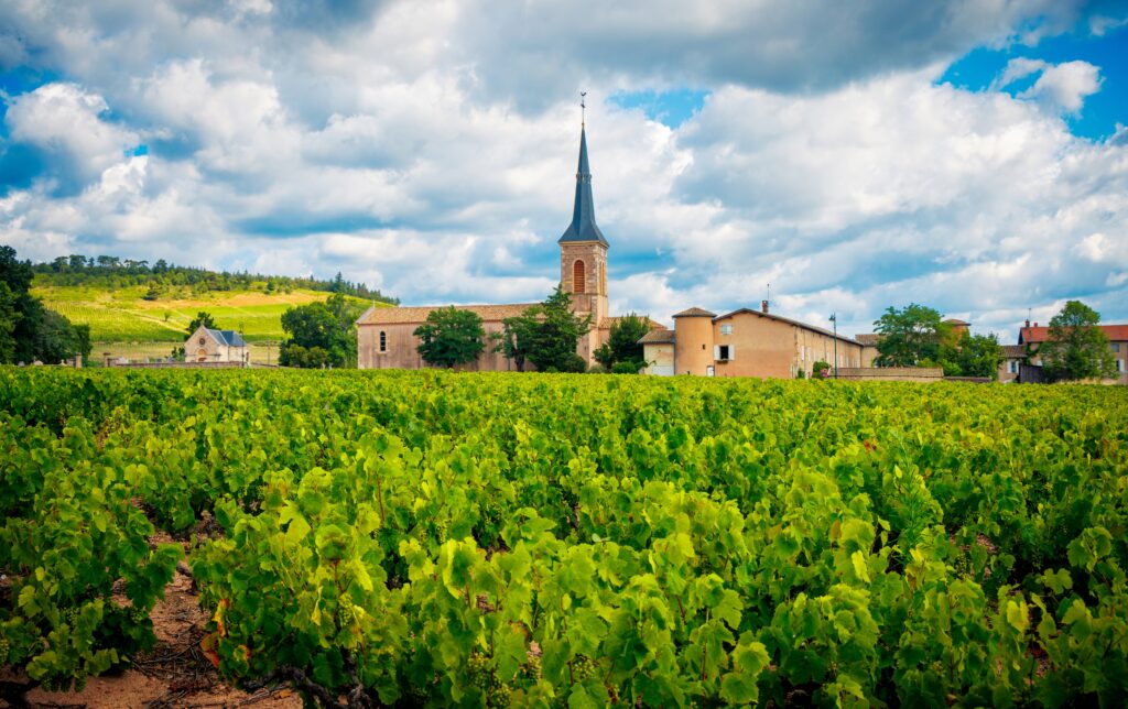 Burgundy,Vinegrape,And,Church-,France